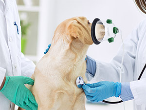 Concentrador de oxígeno para veterinario